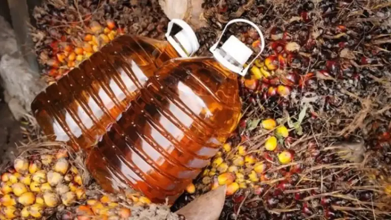 Harga CPO Diprediksi Bullish